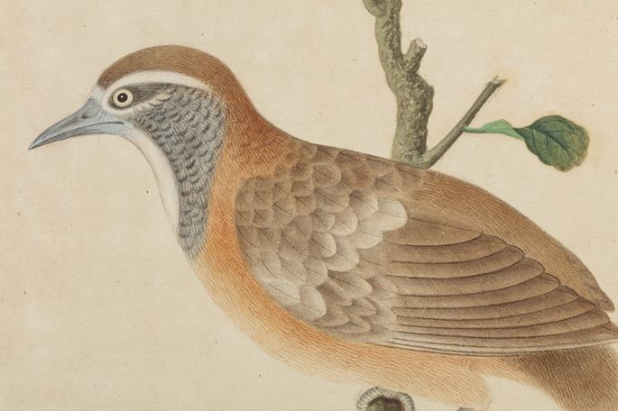 A study of a Greater Necklaced Laughingthrush (Pterorhinus pectoralis) | MasterArt